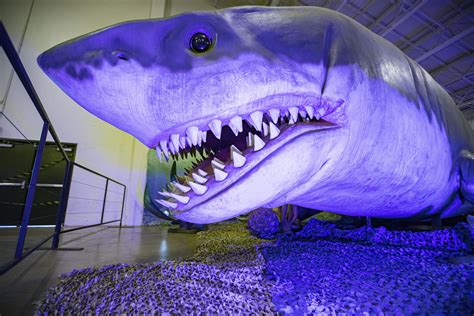 megalodon found alive.